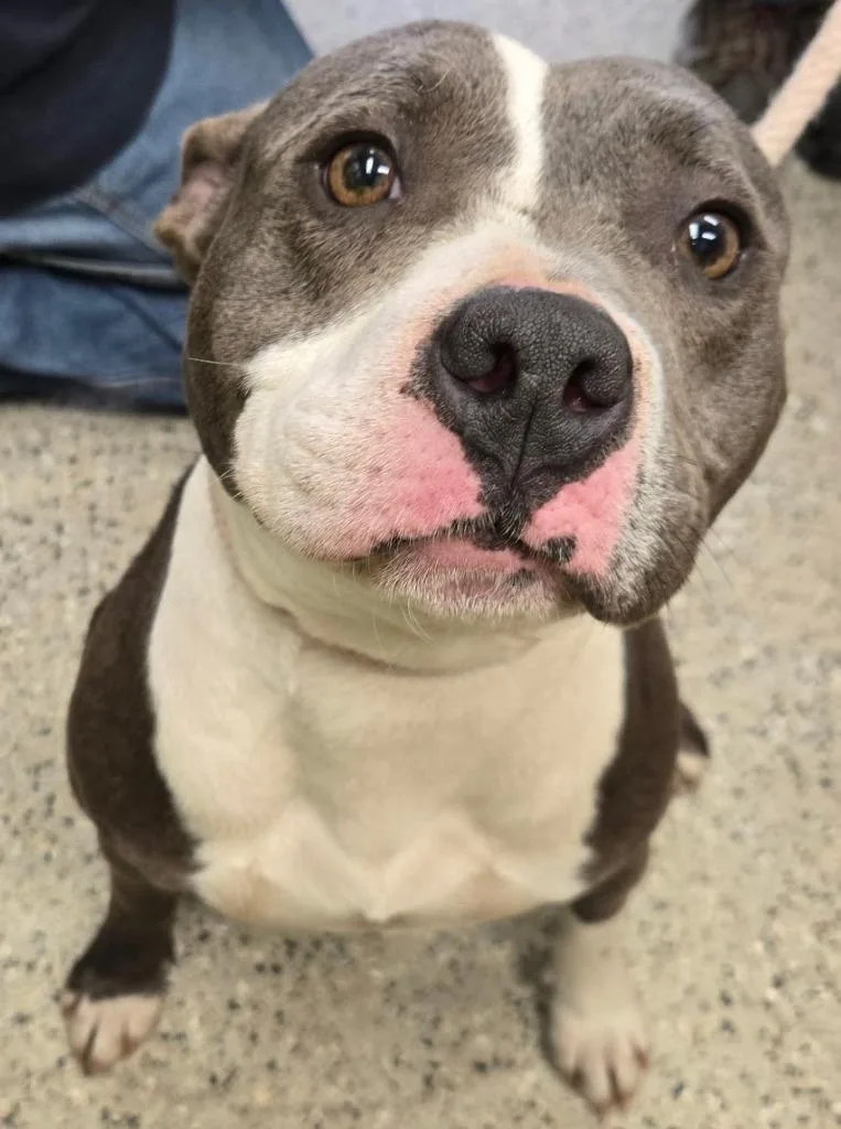 A young medium-sized female Staffordshire Bull Terrier dog named Tiana for adoption in Saint Clairsville, OH