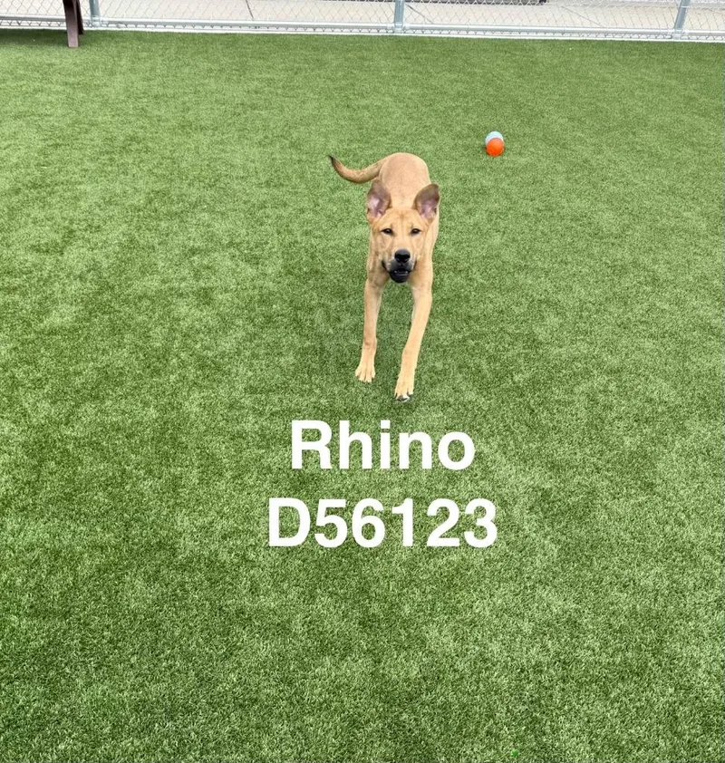A baby medium-sized male Black Mouth Cur dog named Rhino for adoption in Clarksville, TN