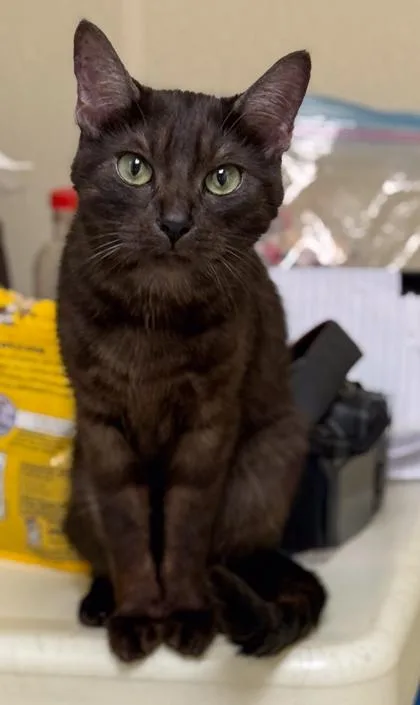 A young medium-sized female Domestic Short Hair cat named Calypso for adoption in Baraboo, WI