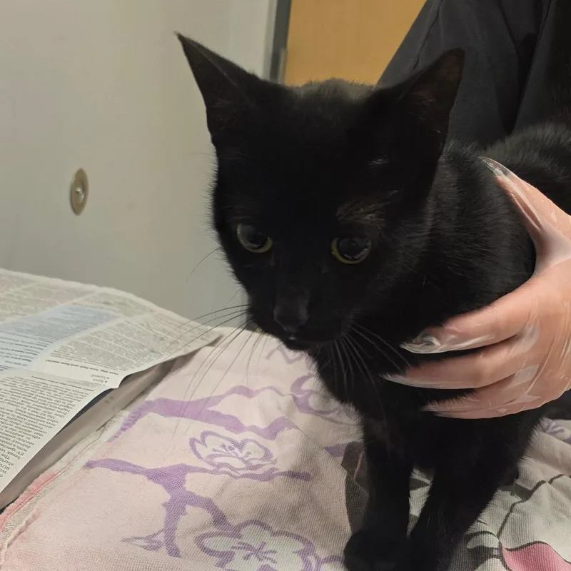 A senior medium-sized female Domestic Short Hair cat named Mona for adoption in Jacksonville, FL