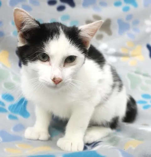 A young medium-sized female Domestic Short Hair cat named Turnip for adoption in Thief River Falls, MN