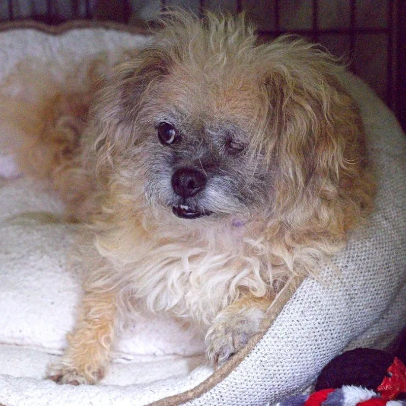 An adult small-sized female Yellow / Tan / Blond / Fawn Mixed Breed dog named Wanda for adoption in South Elgin, IL