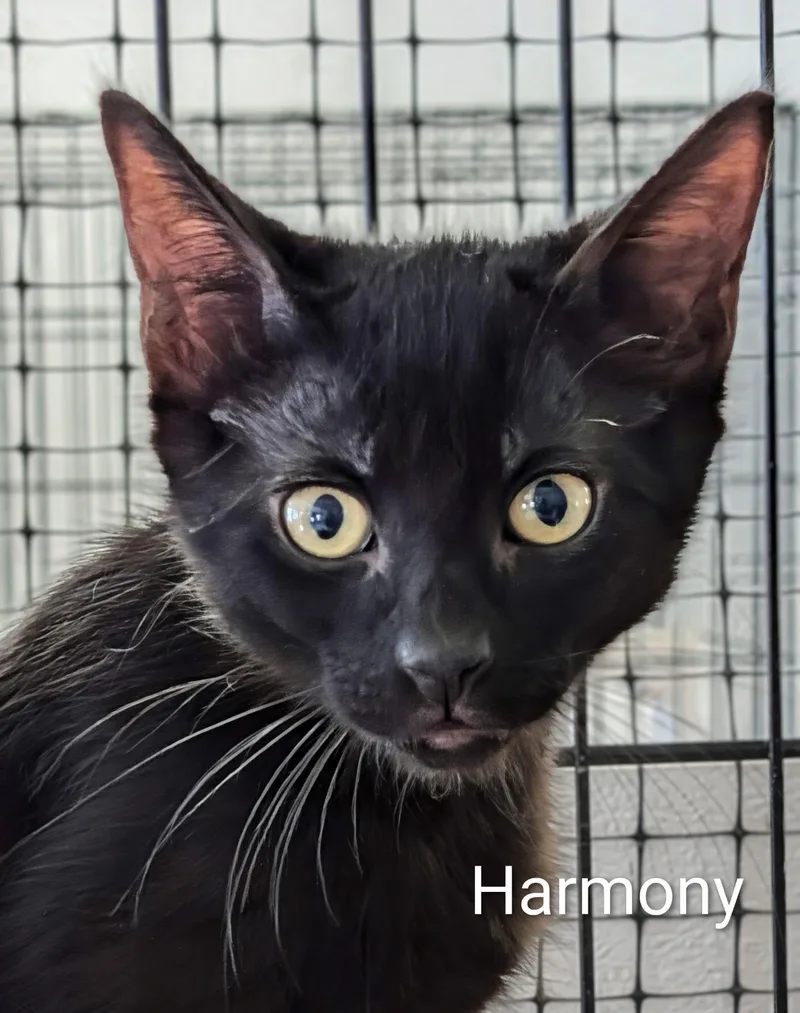 A baby medium-sized female Black Domestic Short Hair cat named Harmony for adoption in Colfax, IA