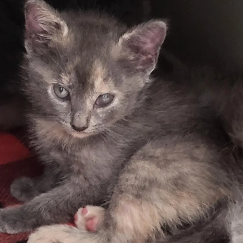 A baby small-sized female Tortoiseshell Domestic Short Hair cat named Raleigh for adoption in Kanab, UT
