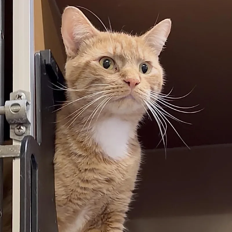 A young small-sized male Orange / Red Domestic Short Hair cat named Ferdinand for adoption in Middlebury, VT