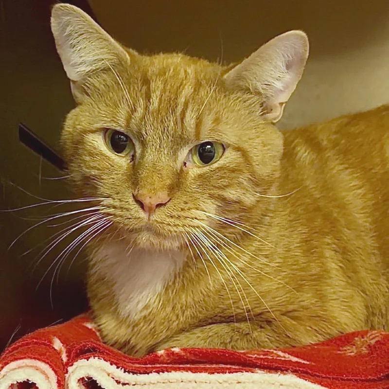 Ferdinand thumbnail 2