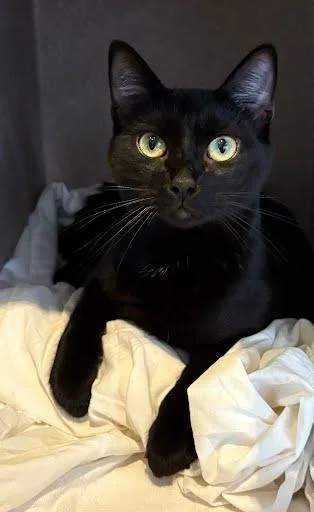 An adult medium-sized male Domestic Short Hair cat named Laree for adoption in Washington, DC