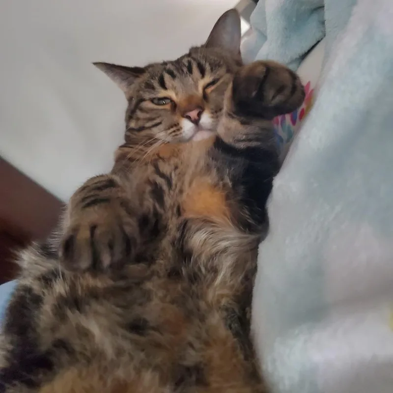 An adult small-sized female Gray / Blue / Silver Domestic Short Hair cat named Bella Home To for adoption in South Elgin, IL