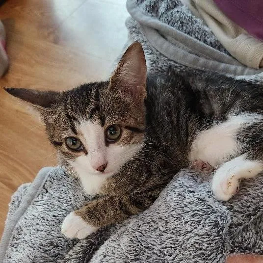 A baby small-sized female Brown / Chocolate Domestic Short Hair cat named Patsy Bryant for adoption in Merrifield, VA