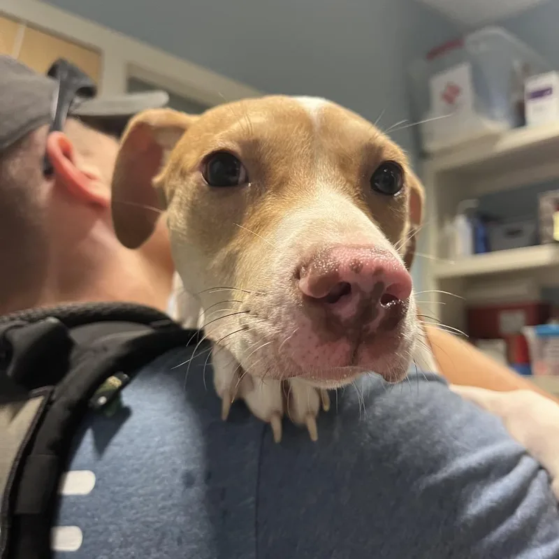 A young medium-sized male Yellow / Tan / Blond / Fawn Mixed Breed dog named Chance for adoption in Chattanooga, TN