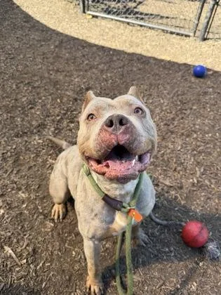 An adult extra large-sized female Mixed Breed dog named Gabby for adoption in Chamblee, GA