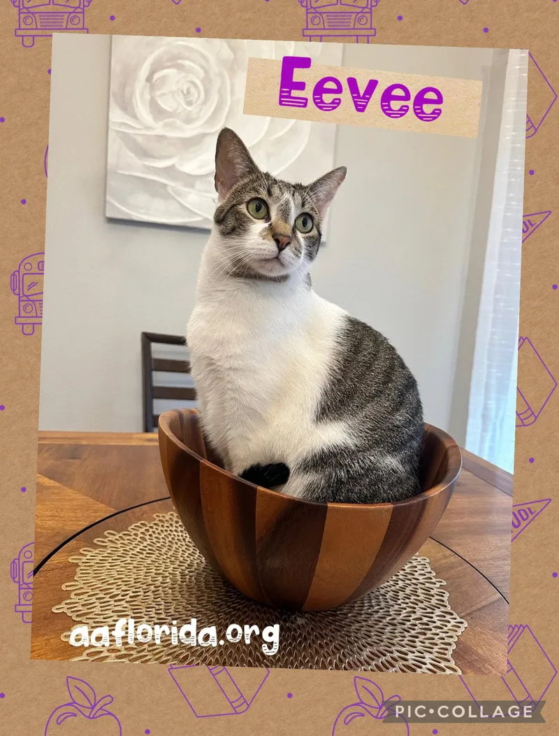 A young medium-sized female Tabby cat named Eevee for adoption in Pensacola, FL