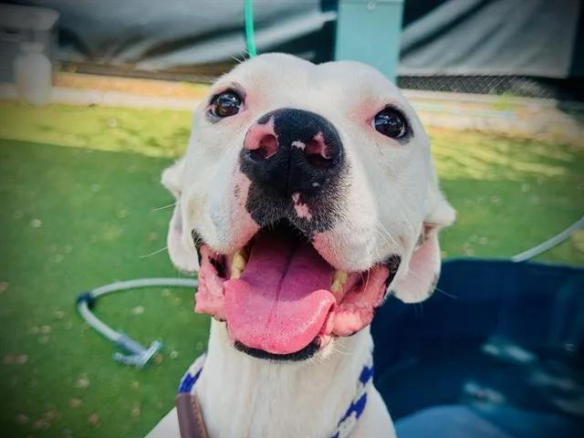 An adult large-sized male Pit Bull Terrier dog named Olaf for adoption in Orlando, FL
