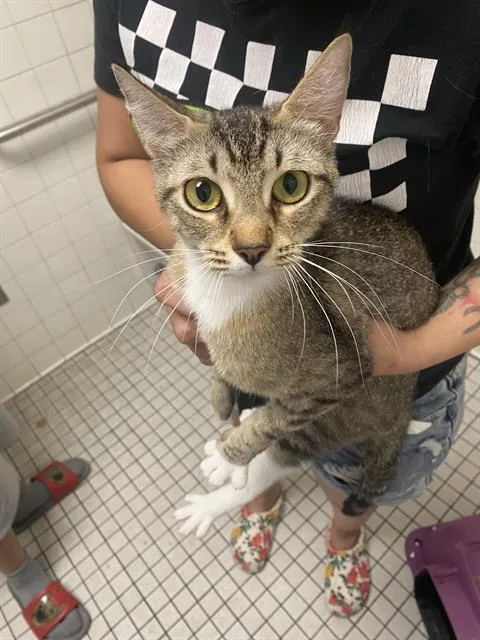 A young medium-sized female Domestic Short Hair cat named Peaches for adoption in Dallas, TX