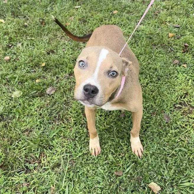 A baby medium-sized female Gray / Blue / Silver Pit Bull Terrier dog named Curly for adoption in Valdosta, GA