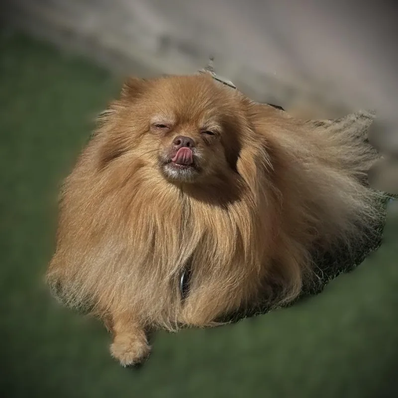 An adult small-sized female Brown / Chocolate Pomeranian dog named Ginger for adoption in Tempe, AZ