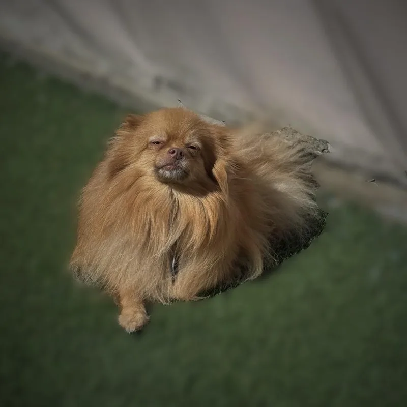 Ginger thumbnail 2