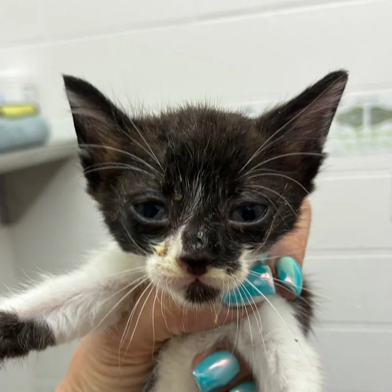 A baby small-sized female Black Domestic Short Hair cat named California for adoption in Corpus Christi, TX