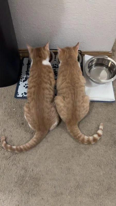 A young medium-sized male Orange & White Domestic Short Hair cat named Bob & Diz for adoption in Manhattan, KS