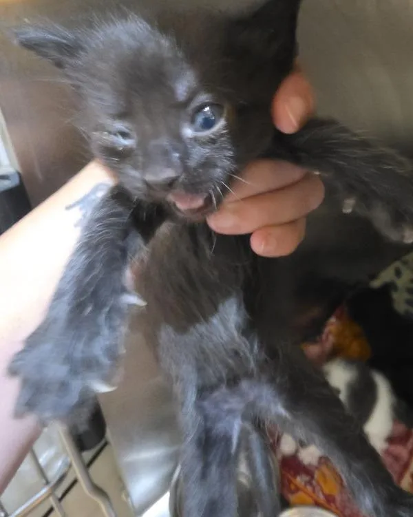 A baby small-sized female Domestic Short Hair cat named Latte for adoption in Cleveland, TN