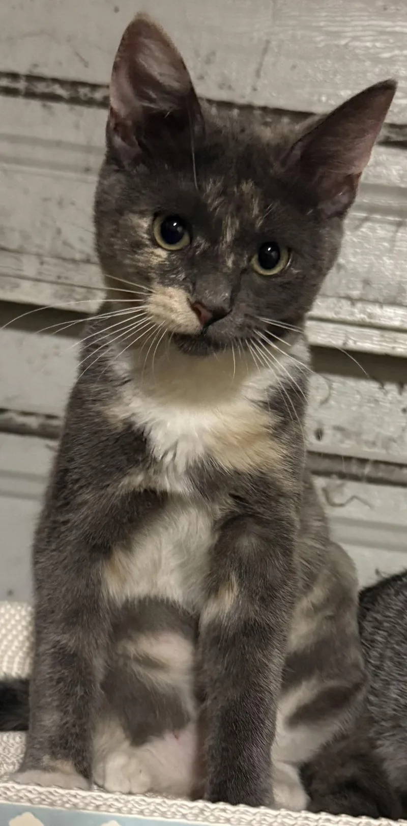 A baby medium-sized female Dilute Tortoiseshell Domestic Short Hair cat named Robin for adoption in Davis, CA