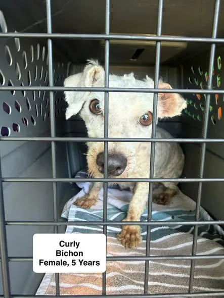 An adult small-sized female White / Cream Bichon Frise dog named Curly for adoption in Blue Springs, MO