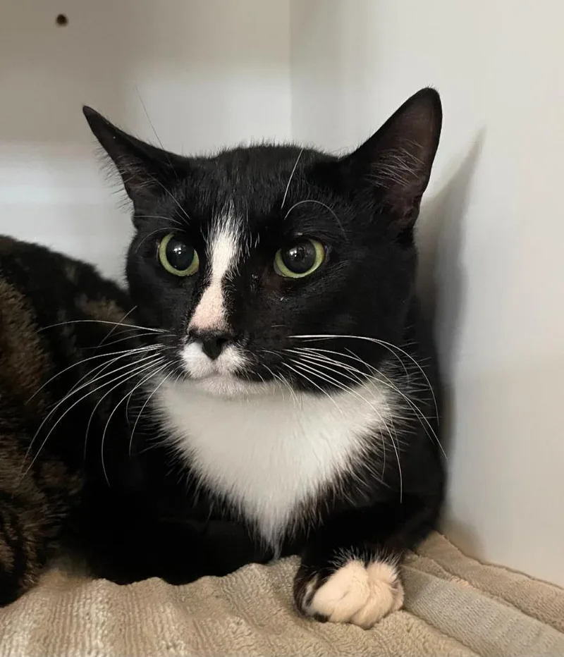 A young small-sized male Domestic Short Hair cat named Odie for adoption in Hyde Park, NY