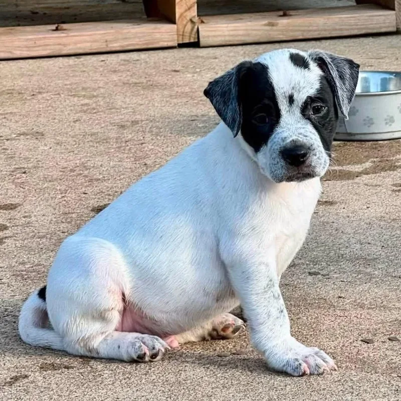 A baby medium-sized male White / Cream Pit Bull Terrier dog named Marlboro Mike for adoption in Olathe, KS