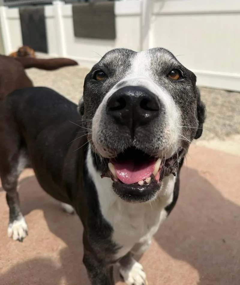 A senior medium-sized male Labrador Retriever dog named Zzzzzzz_rocky_courtesy for adoption in Utica, MI