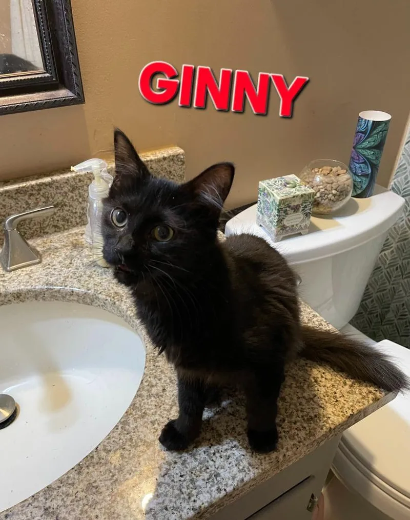 A baby medium-sized female Domestic Long Hair cat named Donkey Ginny for adoption in Rome, GA
