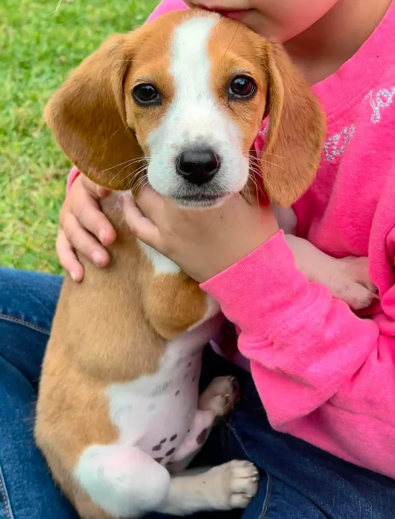 A baby medium-sized male Beagle dog named Chip Eg In Ms for adoption in Warwick, RI