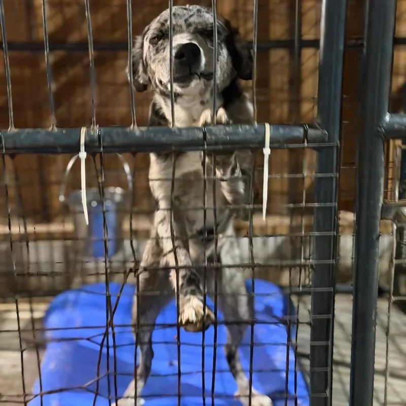 A young medium-sized female Gray / Blue / Silver Catahoula Leopard Dog named Indie for adoption in Fort Smith, AR