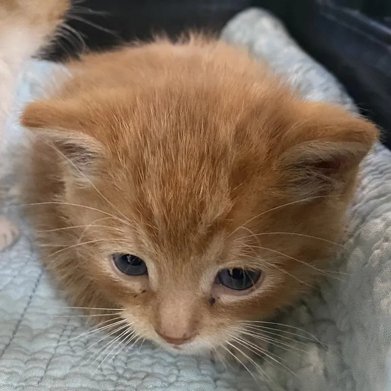 A baby small-sized male Domestic Short Hair cat named Fozzie for adoption in Harrisonburg, VA