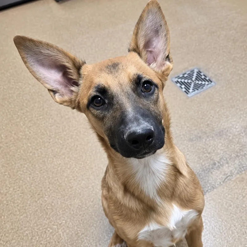 A baby medium-sized female Belgian Shepherd / Malinois dog named Maya for adoption in Duxbury, MA