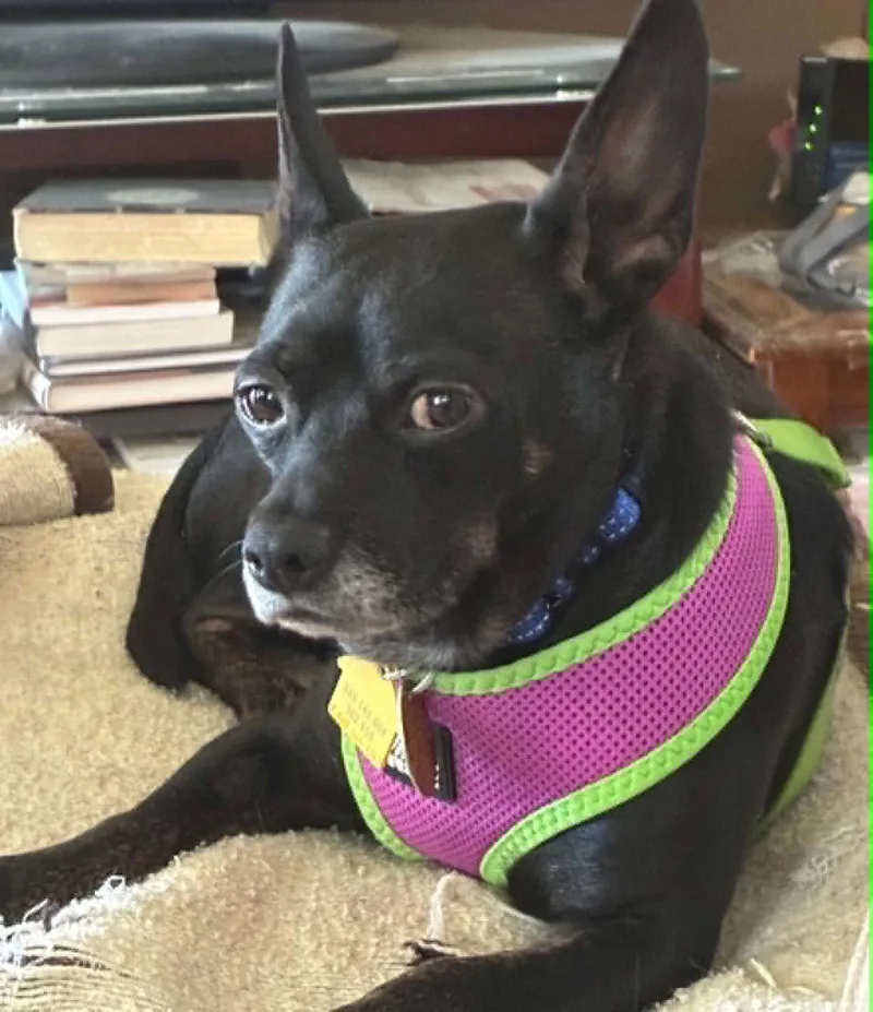 An adult small-sized male Chihuahua dog named Carbon for adoption in Topeka, KS