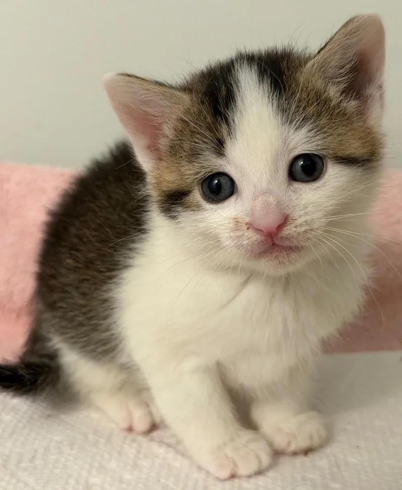A baby small-sized female Domestic Short Hair cat named Milley for adoption in Leonardtown, MD