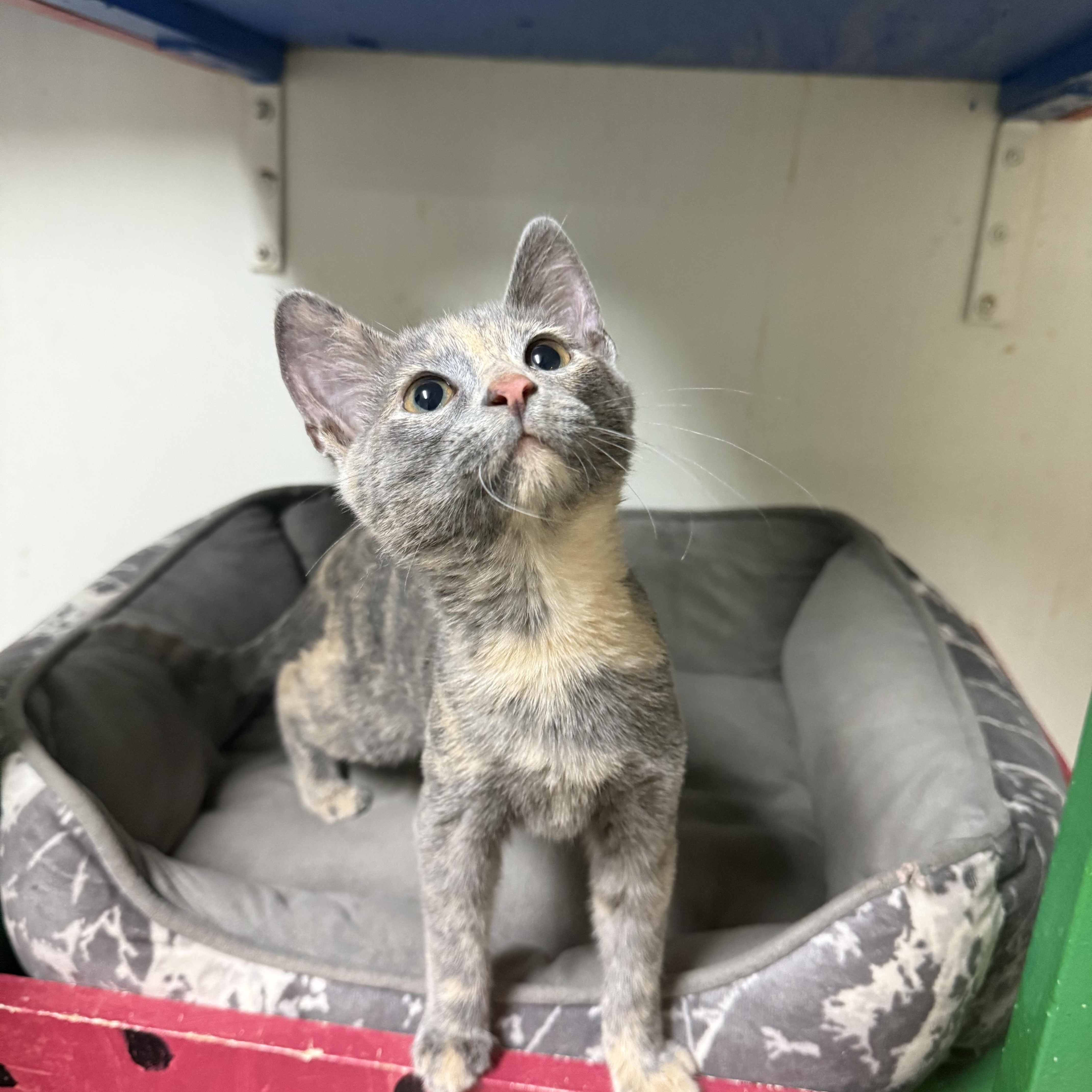 A baby small-sized female Dilute Tortoiseshell Domestic Short Hair cat named Melody for adoption in Hendersonville, TN