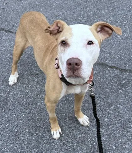 A senior medium-sized female Pit Bull Terrier dog named Wiley for adoption in Washington, DC
