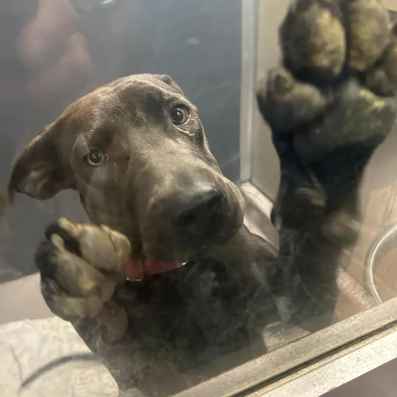 A young large-sized female Gray / Blue / Silver Pit Bull Terrier dog named Bunny for adoption in Palm Springs, CA