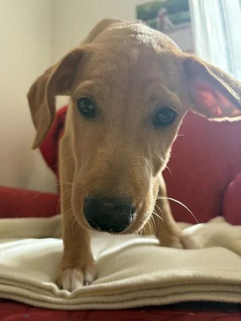 A baby medium-sized male Labrador Retriever dog named Beckett for adoption in Brewster, MA