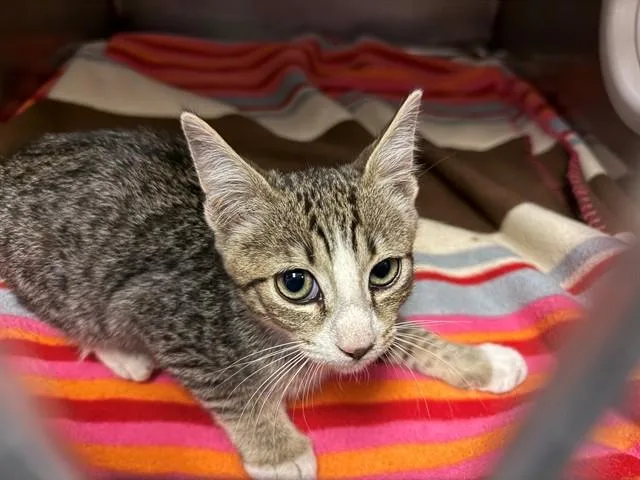 A baby small-sized male Domestic Short Hair cat named Thomas for adoption in Antioch, CA