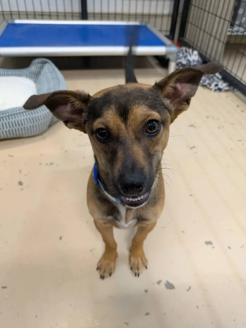 A baby small-sized male Brown / Chocolate Dachshund dog named Emmett for adoption in Cedar Rapids, IA
