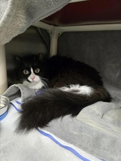 An adult medium-sized female Domestic Medium Hair cat named Kipper for adoption in Derwood, MD