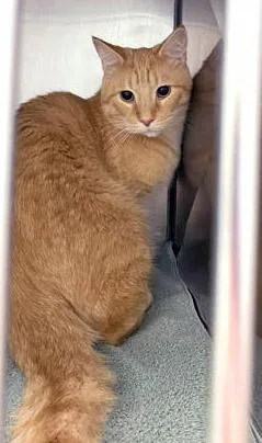 An adult large-sized male Domestic Short Hair cat named Sammy Gene for adoption in Fishers, IN