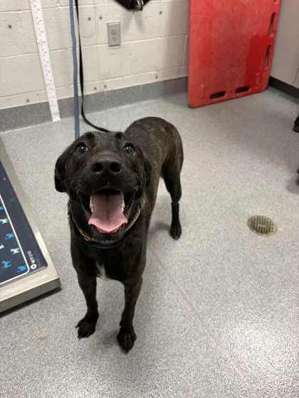 A young medium-sized female Mixed Breed dog named Zora for adoption in Sevierville, TN