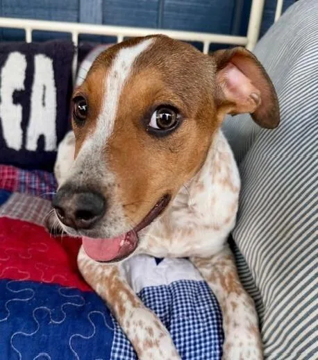 A baby medium-sized female Tricolor (Brown, Black, & White) Pointer dog named Pup Freckles for adoption in Washington, DC