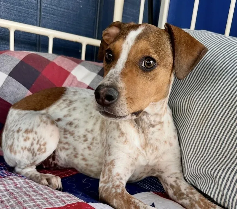 Pup Freckles thumbnail 2