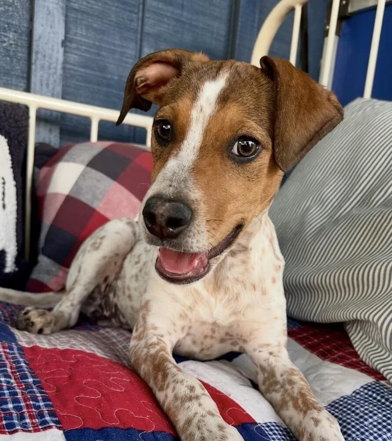 Pup Freckles thumbnail 3