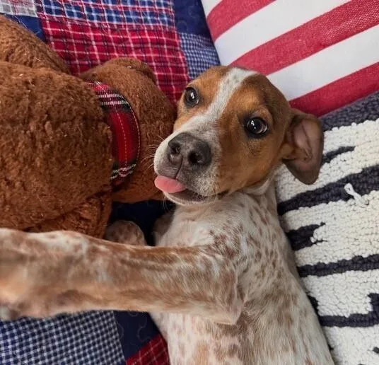 Pup Freckles thumbnail 4