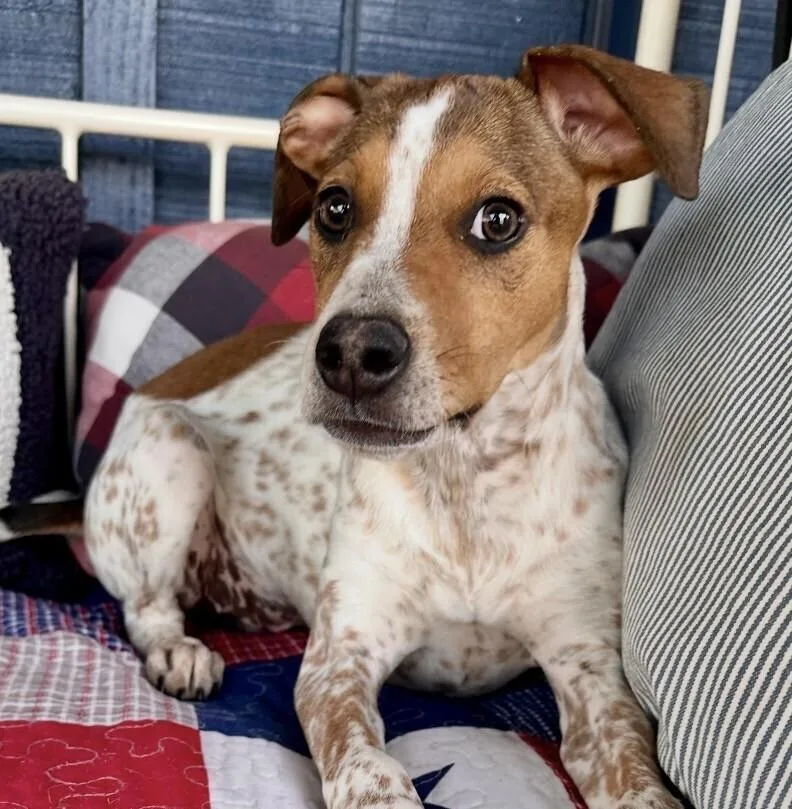 Pup Freckles thumbnail 5